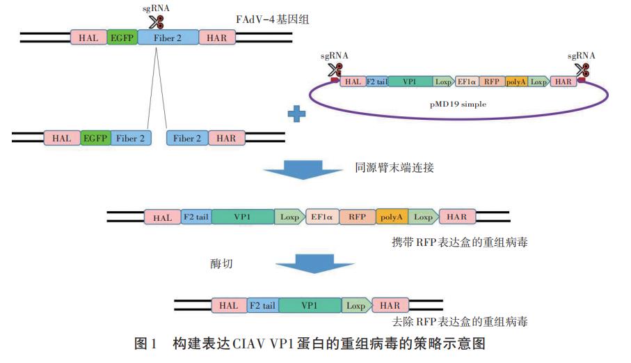 基于體外重組雞傳染性貧血病毒生長曲線研究復制效率（一）