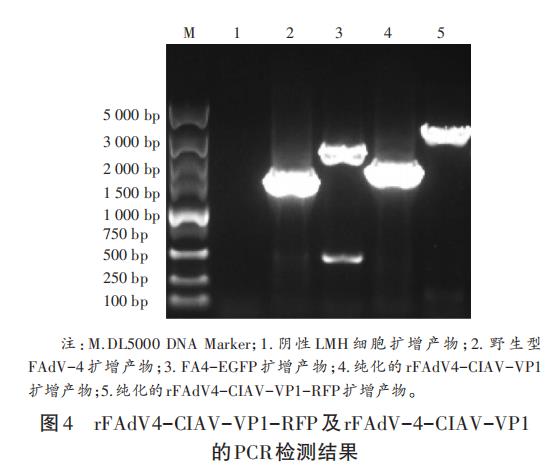 基于體外重組雞傳染性貧血病毒生長(zhǎng)曲線研究復(fù)制效率（二）