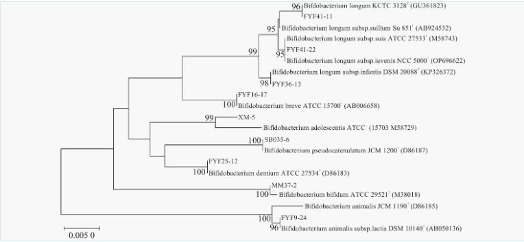 雙歧桿菌分離鑒定、耐受性試驗(yàn)、益生特性試驗(yàn)及安全性評(píng)價(jià)（二）