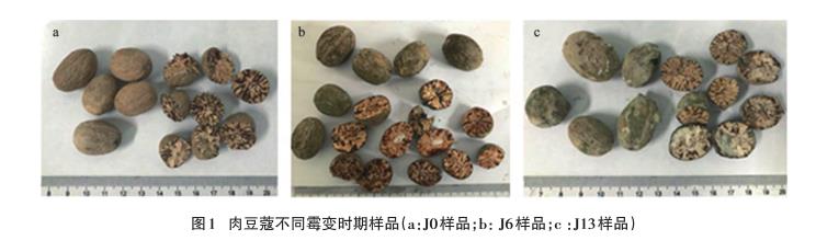 不同霉變時(shí)期肉豆蔻飲片需氧菌、霉菌、酵母菌菌落總數(shù)統(tǒng)計(jì)（一）