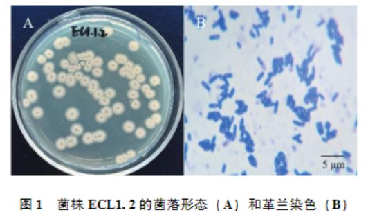 ?高產(chǎn)纖維素酶枯草芽胞桿菌生長(zhǎng)曲線、產(chǎn)蛋白酶及α-淀粉酶能力及藥物敏感性研究（一）