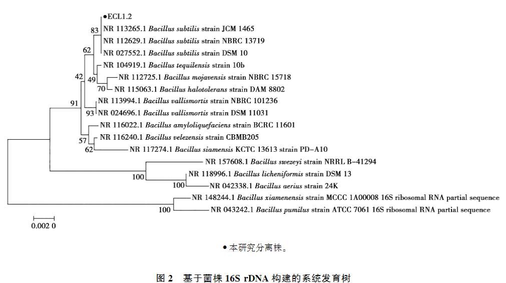 ?高產(chǎn)纖維素酶枯草芽胞桿菌生長(zhǎng)曲線、產(chǎn)蛋白酶及α-淀粉酶能力及藥物敏感性研究（二）
