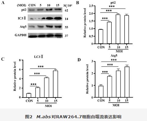 膿腫分枝桿菌胞內(nèi)菌落計(jì)數(shù)、對(duì)RAW264.7細(xì)胞血紅素氧化酶1調(diào)控自噬影響（二）