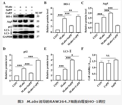 膿腫分枝桿菌胞內(nèi)菌落計(jì)數(shù)、對(duì)RAW264.7細(xì)胞血紅素氧化酶1調(diào)控自噬影響（三）