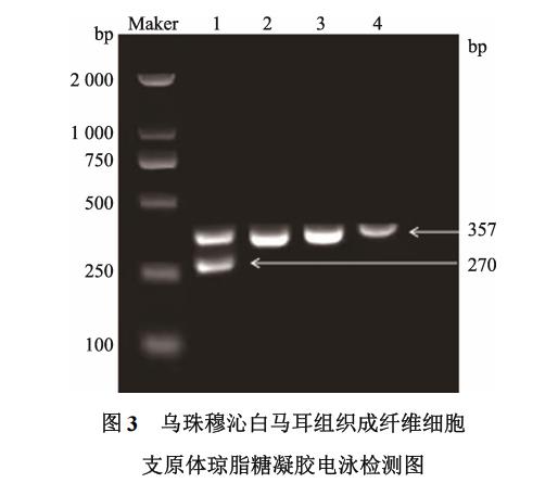 白馬耳組織成纖維細(xì)胞體外培養(yǎng)、冷凍前及復(fù)蘇后存活率、生長曲線繪制（二）