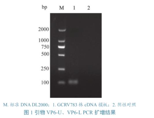 草魚呼腸孤病毒培養與滴度測定、及在草魚、CIK細胞上的生長特性研究（二）