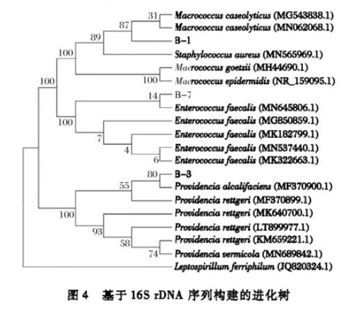 生食大眼金槍魚中生物胺產生菌分離純化、菌落總數、生長曲線及形狀鑒定（三）