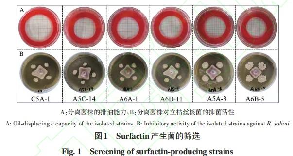 芽胞桿菌合成次級代謝產物Surfactin肽段分類地位及促生功能