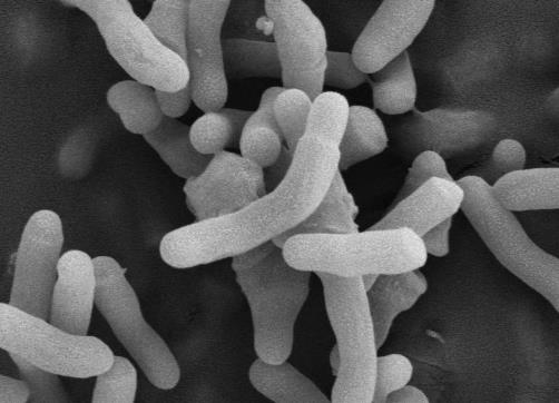 苯氧乙醇對不同分型的痤瘡丙酸桿菌的生長曲線影響及抑菌機制