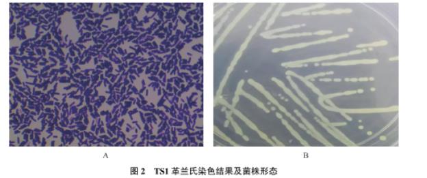 牦牛源短小芽孢桿菌生長曲線測定及藥敏試驗、體外抑菌結果解讀（二）