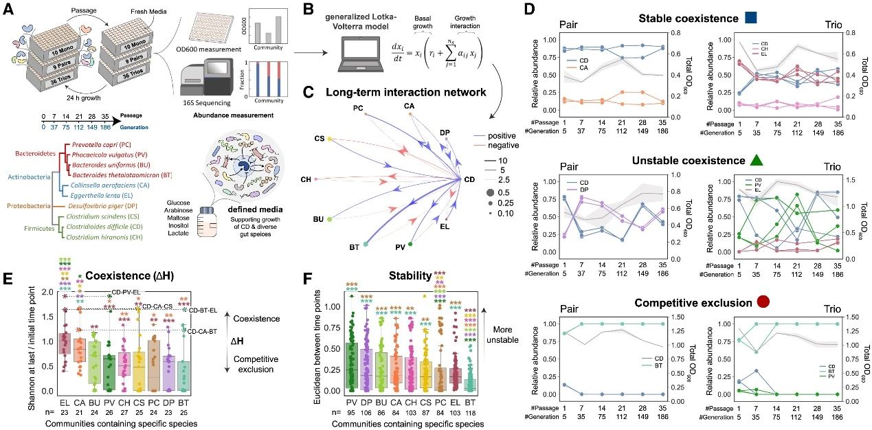 量化人類腸道菌種對艱難梭菌長期生長的影響（一）