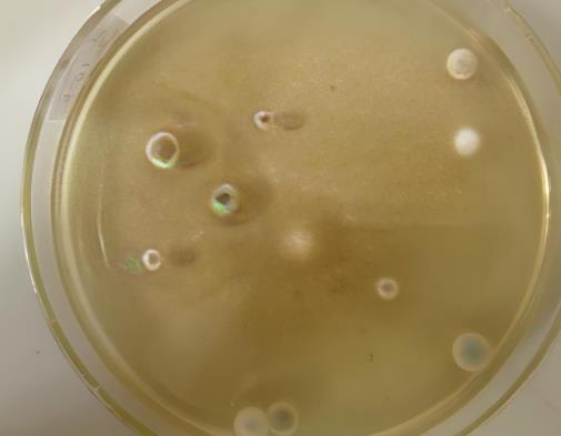 改善不可培養微生物可培養效率的方法有哪幾種