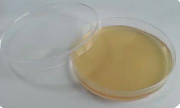 什么是不可培養微生物？原因是什么