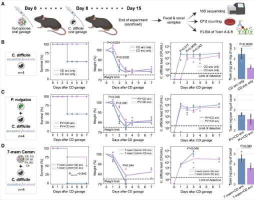 量化人類腸道菌種對艱難梭菌長期生長的影響（五）