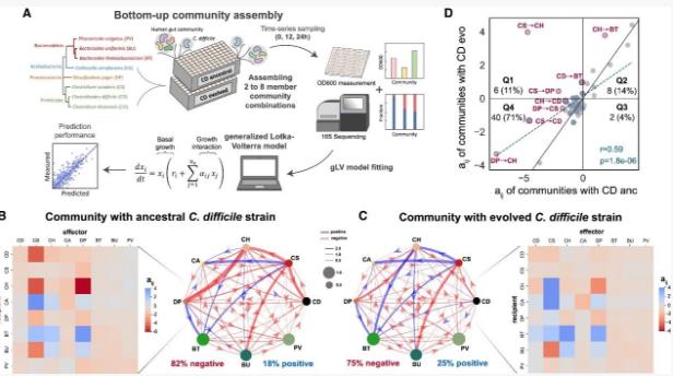 量化人類腸道菌種對艱難梭菌長期生長的影響（四）
