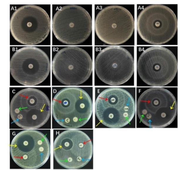 林氏扇頭蜱抗菌肽重組蛋白對大腸埃希菌生長曲線影響及抑菌效果（一）