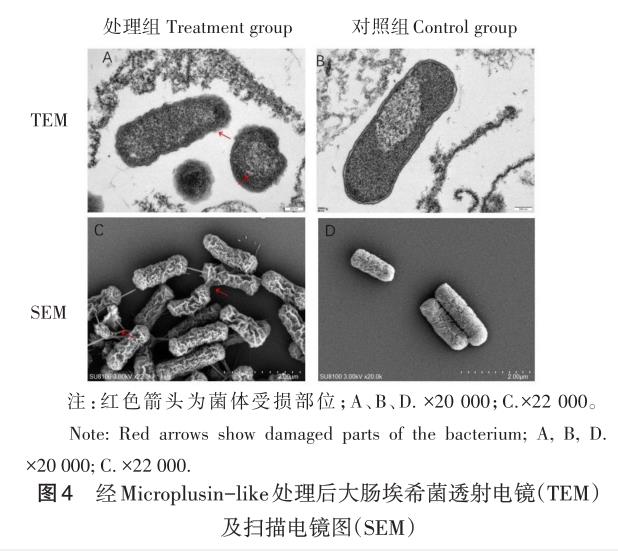 林氏扇頭蜱抗菌肽重組蛋白對大腸埃希菌生長曲線影響及抑菌效果（四）