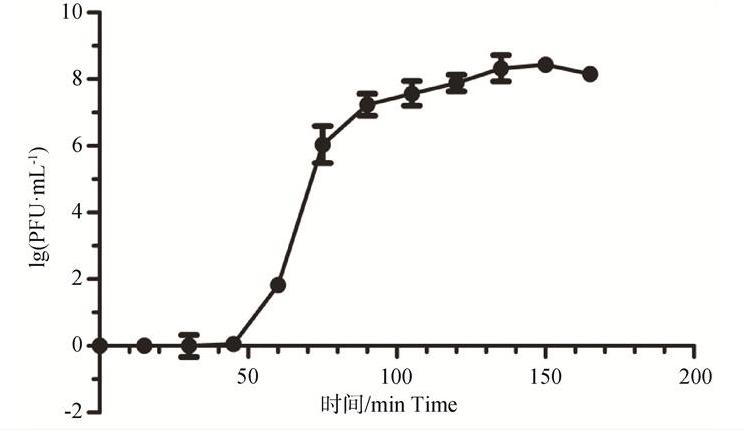 攜帶抗生素耐藥基因沙門菌P1噬菌體-質(zhì)粒效價(jià)、形態(tài)、一步生長曲線及最適溫度（二）