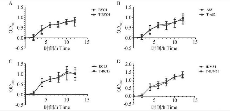 攜帶抗生素耐藥基因沙門菌P1噬菌體-質(zhì)粒效價(jià)、形態(tài)、一步生長曲線及最適溫度（三）