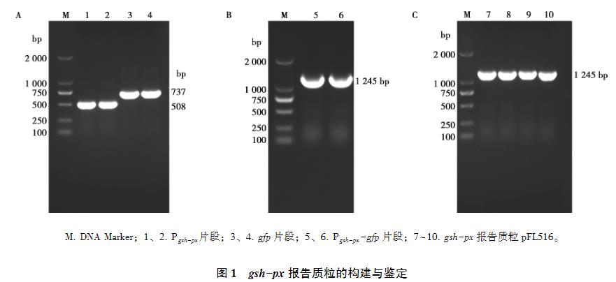 lmo1508/lmo1509基因缺失對單增李斯特菌生長曲線、抗氧化應激能力的影響（二）