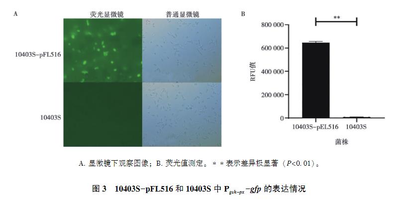 lmo1508/lmo1509基因缺失對單增李斯特菌生長曲線、抗氧化應激能力的影響（三）