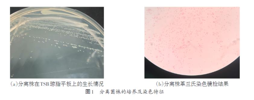 家兔肺支氣管敗血波氏桿菌生長曲線測定及耐藥性研究（一）