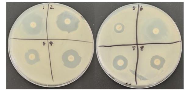 牛源解淀粉芽孢桿菌產纖維素酶活力測定、抗逆性及藥敏試驗（二）