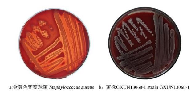 牛源解淀粉芽孢桿菌產纖維素酶活力測定、抗逆性及藥敏試驗（三）