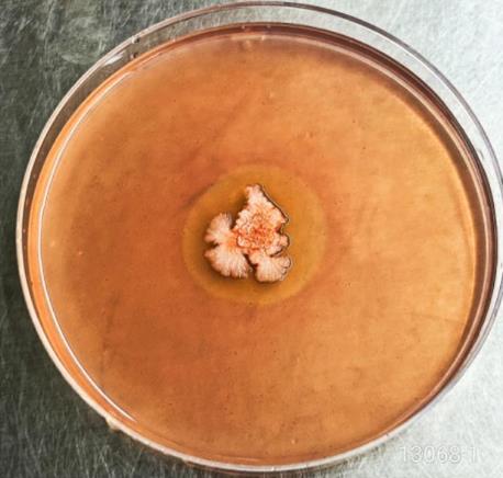 牛源解淀粉芽孢桿菌產纖維素酶活力測定、抗逆性及藥敏試驗（一）