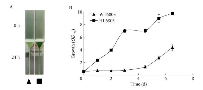 速生集胞藻6803光合放氧速率、生長曲線及基因組分析（一）