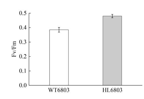 速生集胞藻6803光合放氧速率、生長曲線及基因組分析（二）