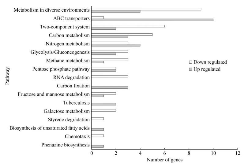 速生集胞藻6803光合放氧速率、生長曲線及基因組分析（六）