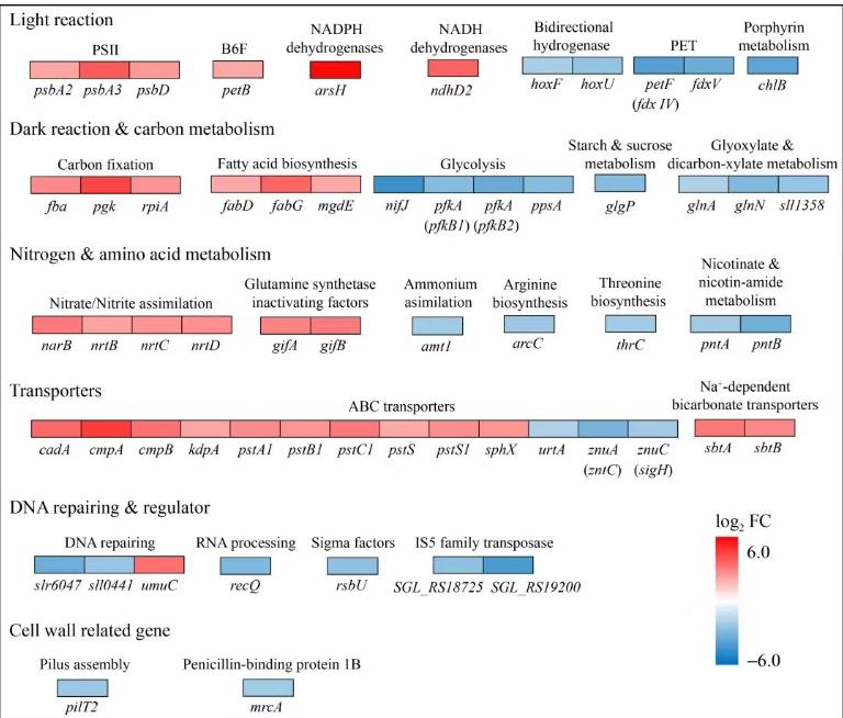 速生集胞藻6803光合放氧速率、生長曲線及基因組分析（五）