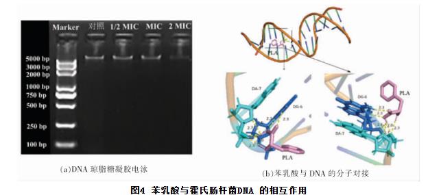苯乳酸對霍氏腸桿菌生長曲線、細胞凋亡、抑制活性、DNA的影響（三）