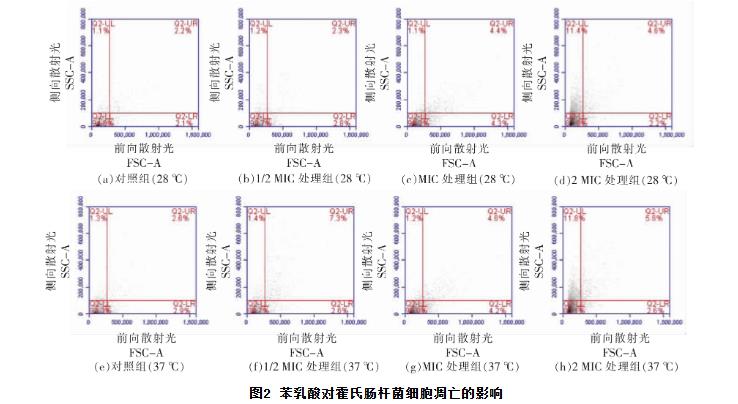 苯乳酸對霍氏腸桿菌生長曲線、細胞凋亡、抑制活性、DNA的影響（二）