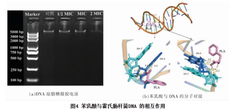 苯乳酸對霍氏腸桿菌生長曲線、細胞凋亡、抑制活性、DNA的影響（四）