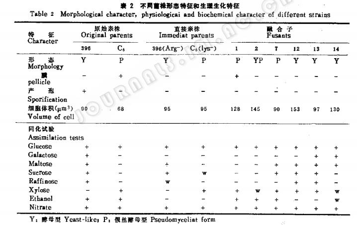 釀酒酵母和耐熱酵母屬間原生質體融合頻率及方法