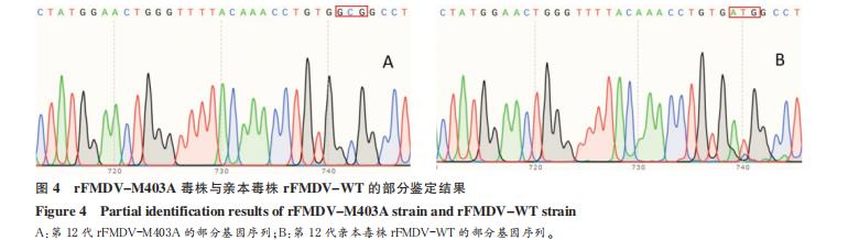 O 型口蹄疫病毒 3D 突變體重組 FMDV 的鑒定及生長(zhǎng)曲線的測(cè)定（二）
