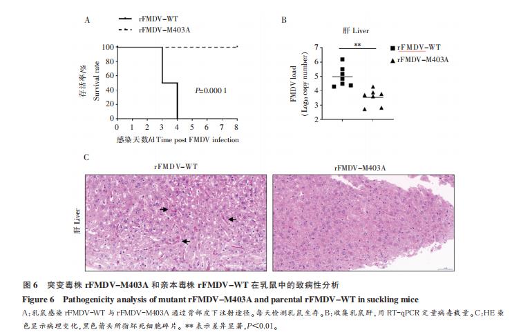 O 型口蹄疫病毒 3D 突變體重組 FMDV 的鑒定及生長(zhǎng)曲線的測(cè)定（三）