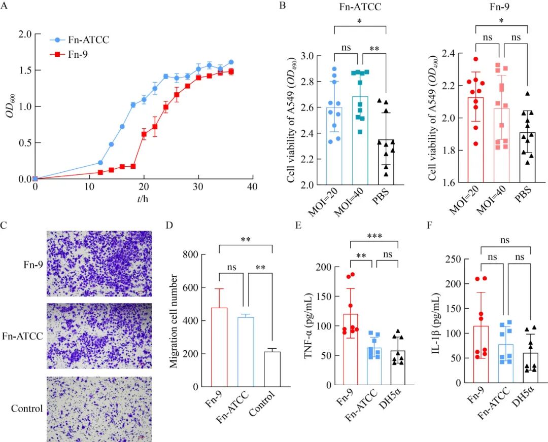 基于細(xì)菌生長(zhǎng)曲線測(cè)定探究具核梭桿菌促進(jìn)肺癌發(fā)展的潛在機(jī)制（二）