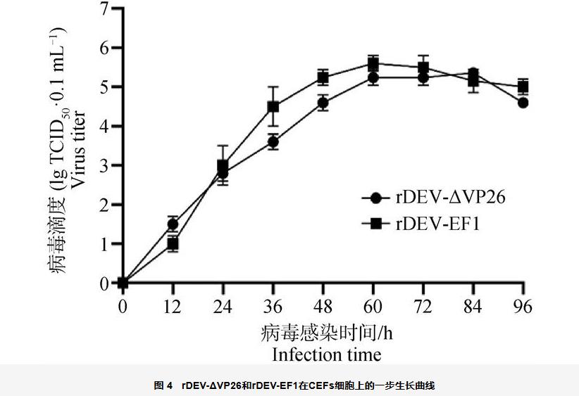 鴨瘟病毒基因缺失株rDEV-ΔVP26生長曲線、蝕斑面積及免疫原性分析（三）