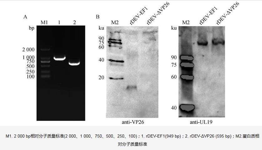 鴨瘟病毒基因缺失株rDEV-ΔVP26生長曲線、蝕斑面積及免疫原性分析（二）