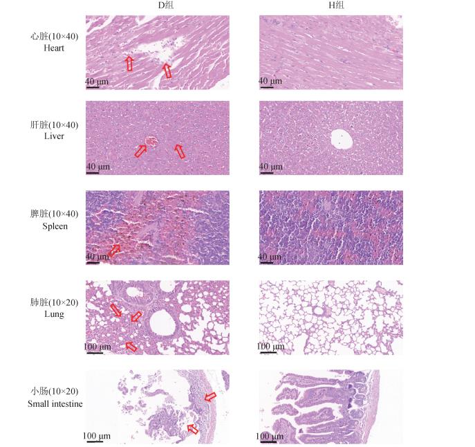 ?梅花鹿源A型產(chǎn)氣莢膜梭菌的分離鑒定、測序、毒素型、生化、耐藥性分析（三）