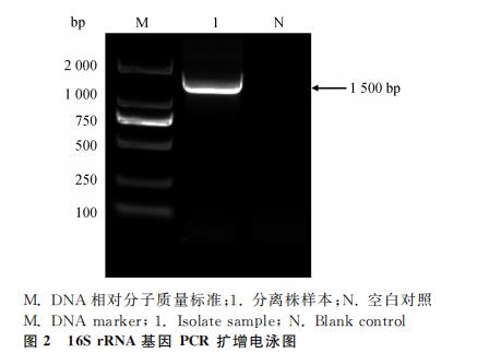 ?梅花鹿源A型產(chǎn)氣莢膜梭菌的分離鑒定、測序、毒素型、生化、耐藥性分析（二）