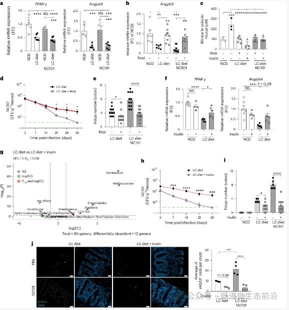 低纖維飲食與pks+大腸桿菌的協同致癌（CRC）作用