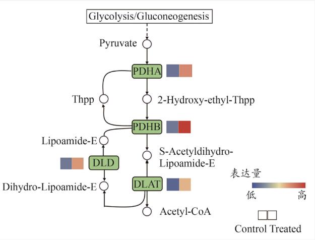 滇黃精水提物促進羅伊氏乳桿菌生長增殖和定植的作用機制（四）