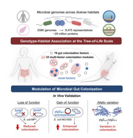 微生物在哺乳動物腸道中定植跨物種遺傳機制研究