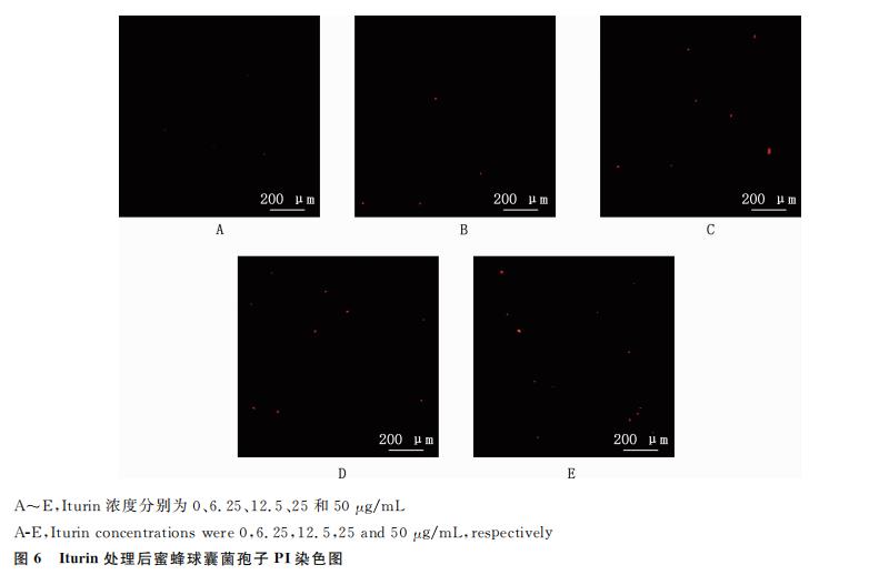 脂肽對蜜蜂球囊菌生長抑制作用及其孢子萌發(fā)的影響（三）