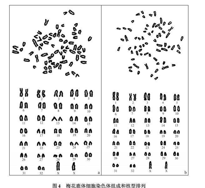 梅花鹿體細胞航天誘變、細胞樣品回收培養技術、生長曲線及核型特性（三）