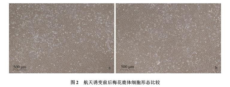 梅花鹿體細胞航天誘變、細胞樣品回收培養技術、生長曲線及核型特性（二）